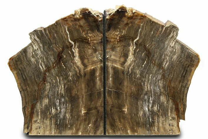 Polished Petrified Wood Bookends - Washington #307185